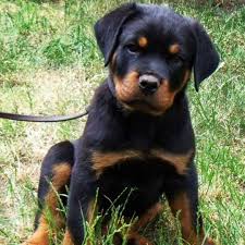 Black And Tan Labrador For Sale Pin By Tat On Baby In 2020 Rottweiler Puppies Rottweiler Dog Puppy Labrador Retriever