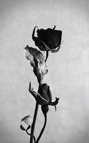 Dark Dreams Page 16 Photo Fleurs Fond D Ecran Telephone Image Fond Ecran
