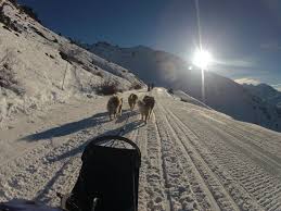 Profitez de randonnées en traîneau avec le plaisir de cotoyer les huskys, malamutes et autres samoyèdes. Nordream Chiens De Traineaux Verbier 2021 All You Need To Know Before You Go With Photos Tripadvisor