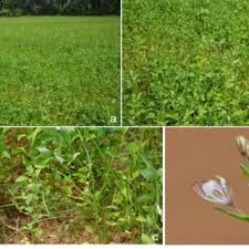 Image result for Cleome monophylla