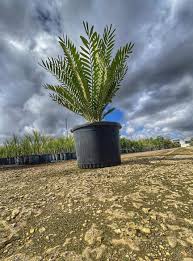 Image result for Encephalartos
