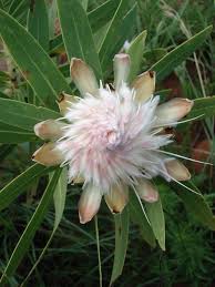 Image result for Protea gaguedi