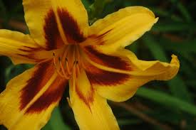 Do divide this one every few years to keep it looking good and give some away! Daylilies Are Wonderful Flowers But Oh Their Names Csmonitor Com