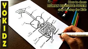 The digestive system breaks down the food you eat. How To Draw Human Digestive System Step By Step For Kids Youtube