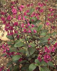 Image result for Lamiaceae