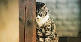 Plus, it can be much tastier than dry food. Diarrhoea In Cats Pdsa