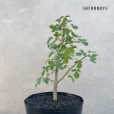 Image result for Aframomum mildbraedii