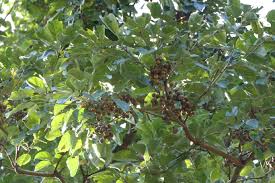 Image result for Terminalia bellirica