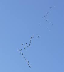 نتیجه جستجوی لغت [flock] در گوگل