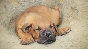 We did not find results for: Boerboel Price Temperament Life Span