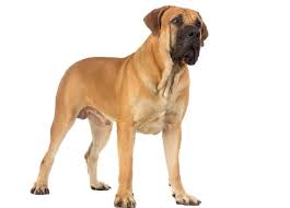 Looking for a boerboel puppy for sale? Boerboel Breeders Complete Worldwide List