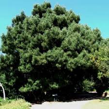 Image result for Afrocarpus falcatus