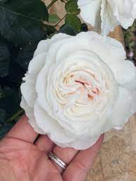 It is free and quick. Please Name Your Five Top Roses