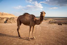 > the domesticated bactrian camel has served as a pack animal in inner asia since ancient times. Camel Showdown Dromedary Vs Bactrian