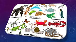 Beberapa invertebrata ini seperti spons yang menetap. Pernapasan Apipah Com