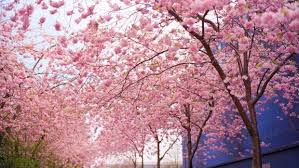 Cherry Blossom Flowers Spring Wallpapers Spring Flowers Wallpaper Cherry Blossom Wallpaper Spring Wallpaper