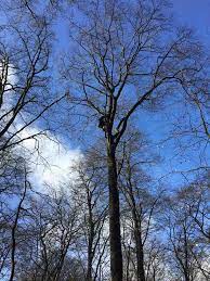 Am mittag überwiegt dichte bewölkung aber es bleibt trocken und die höchstwerte liegen bei 11°c. Bestes Wetter Um Die Wald Abenteuer Velbert Langenberg Facebook