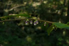 Image result for Pentaphylacaceae