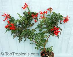 Image result for Tecomaria