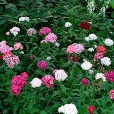 Sweet William Seeds Tall Single Mix Flower Seeds In Packets Bulk Eden Brothers Flower Seeds Sweet William Flowers Sweet William