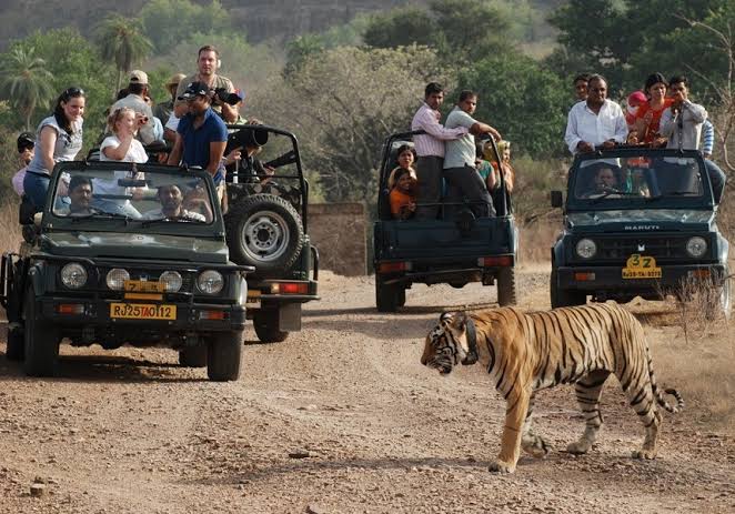 Jungle Safari
