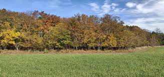 Maybe you would like to learn more about one of these? Forest Edge Of The Woods Hiking Nature Field Green Meadow Sky Forest Trail Landscape Pikist