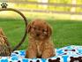 Cavapoo Puppies for Sale | Lancaster Puppies