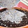Let's address the differences between cactus and succulent in today's post. 1