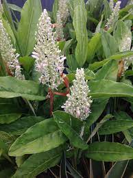 Alpinia Galangal Ginger Flowers Flower And Root Are Edible Edible Landscaping Beautiful Flowers Heliconia