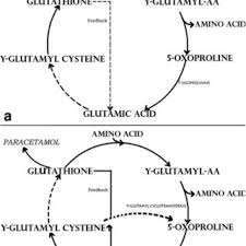 Pdf Metabolic Acidosis Caused By Concomitant Use Of Paracetamol Acetaminophen And Flucloxacillin A Case Report And A Retrospective Study