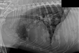 Other less specific signs include fever, lameness, and, in cats, vomiting. Enjoy This Oncology Article By Sandra M Axiak And Astrid Bigio