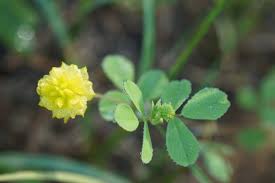Image result for Trifolium campestre