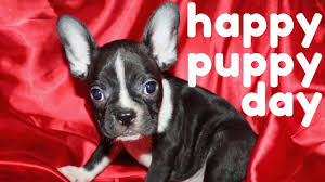 National puppy day 2020 their cuddles and wiggles make us smile and without a doubt, there are squeals of pleasure when there are puppies around. Happy National Puppy Day 2020 French Bulldog Boston Terrier Adorable Puppy Youtube