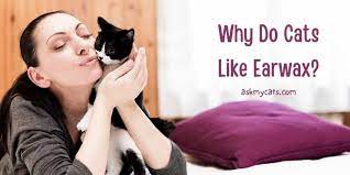Why Do Cats Like Earwax Isn T That Disgusting