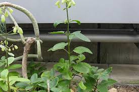 Image result for Kalanchoe pinnata