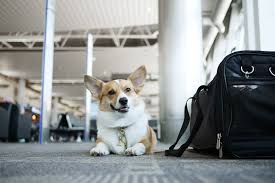 Airline approved cat carrier and dog carrier. How To Fly With Your Dog In Cabin