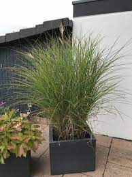 Damit sie auf balkon und terrasse nicht länger auf dem präsentierteller sitzen, kommt es auf die richtige art und sorte an. Feinhalm Chinaschilf Gracillimus Beste Sorten Stauden Wissen