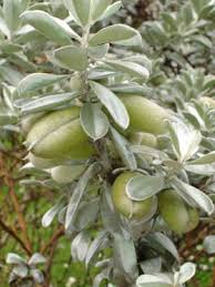 Image result for Podalyria