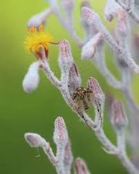 Image result for Asclepias aurea