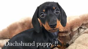Check spelling or type a new query. Dachshund Puppy 8 Weeks Old Youtube