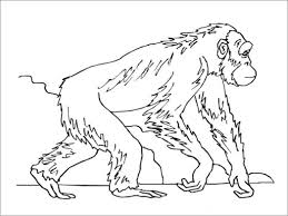If your child loves interacting. Walking Apes Coloring Pages Coloringbay