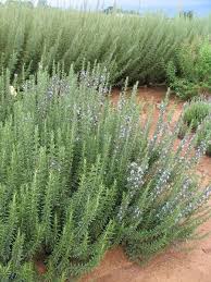 Common Name Rosemary Tuscan Blue Italian Scientific Name Rosmarinus Officinalis Tuscan Blue Growing Rosemary Rosemary Plant Backyard Plants