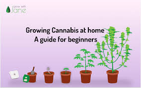 With that said, i promise to give you genuine information and tell you how to grow herbs indoors without sunlight in this very article so long as you. Growing Cannabis At Home A Guide For Beginners