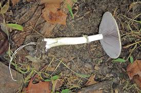 Image result for Melanospermum