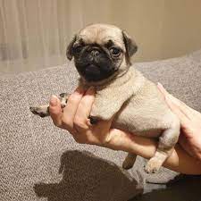 The breed has a fine, glossy coat that comes in a variety of colours, most often light brown. Pug Puppies For Sale Near Me Home Facebook
