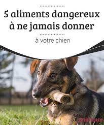 5 Aliments Dangereux A Ne Jamais Donner A Votre Chien My Animals Chien Aliments Dangereux Pour Les Chiens Animaux