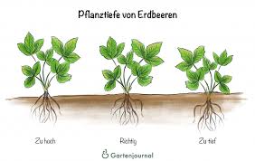 So pflanzen sie die erdbeeren richtig: Erdbeeren Pflanzen Mit Unseren Anleitungen Zu Vielen Sussen Fruchten