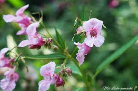 Kleines springkraut oder kleinblütiges springkraut (impatiens parviflora dc.), kommt ursprünglich nur in asien (zentralasien) vor und ist in europa seit 1830 eingebürgert. Pink Gelee Susse Grusse Aus Dem Wald Mit Springkraut Mit Liebe Gemacht