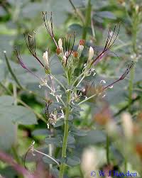 Image result for Cleome gynandra