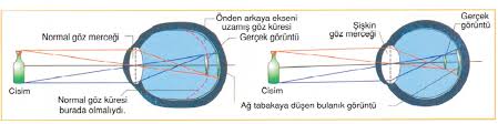 Biyoloji Egitim Gorme Duyusu